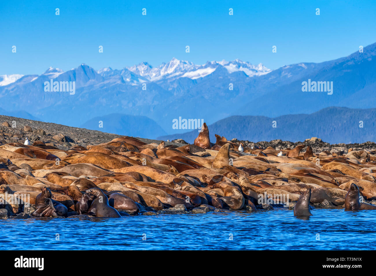 Steller leoni marini (Eumetopias Jubatus) crogiolarvi al sole su una piccola isola nel Lynn Canal, all'interno del passaggio, vicino a Juneau, a sud-est di Alaska Foto Stock
