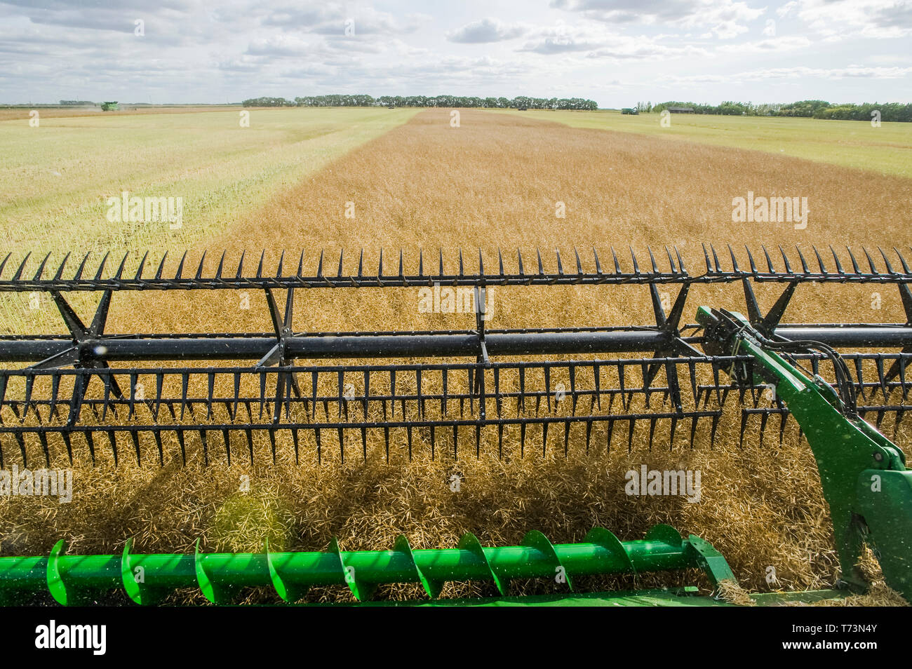 Close-up di una mietitrebbia testata di taglio dritto in un maturo campo permanente di canola durante il raccolto, vicino Niverville; Manitoba, Canada Foto Stock