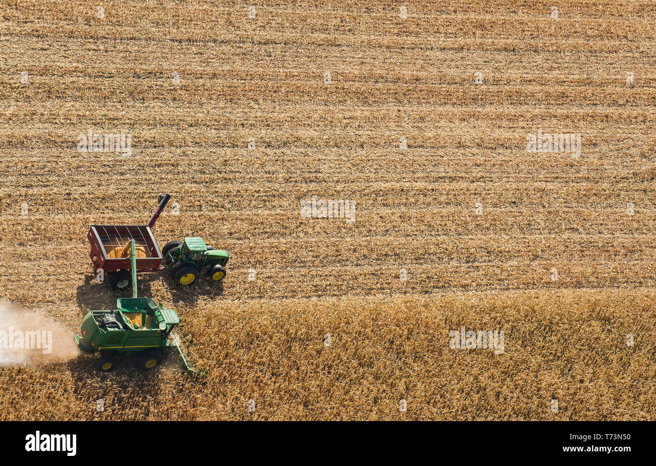 Una mietitrebbia scarica i fagioli di soia in un carro del grano in movimento durante il raccolto, vicino San Adolphe; Manitoba, Canada Foto Stock