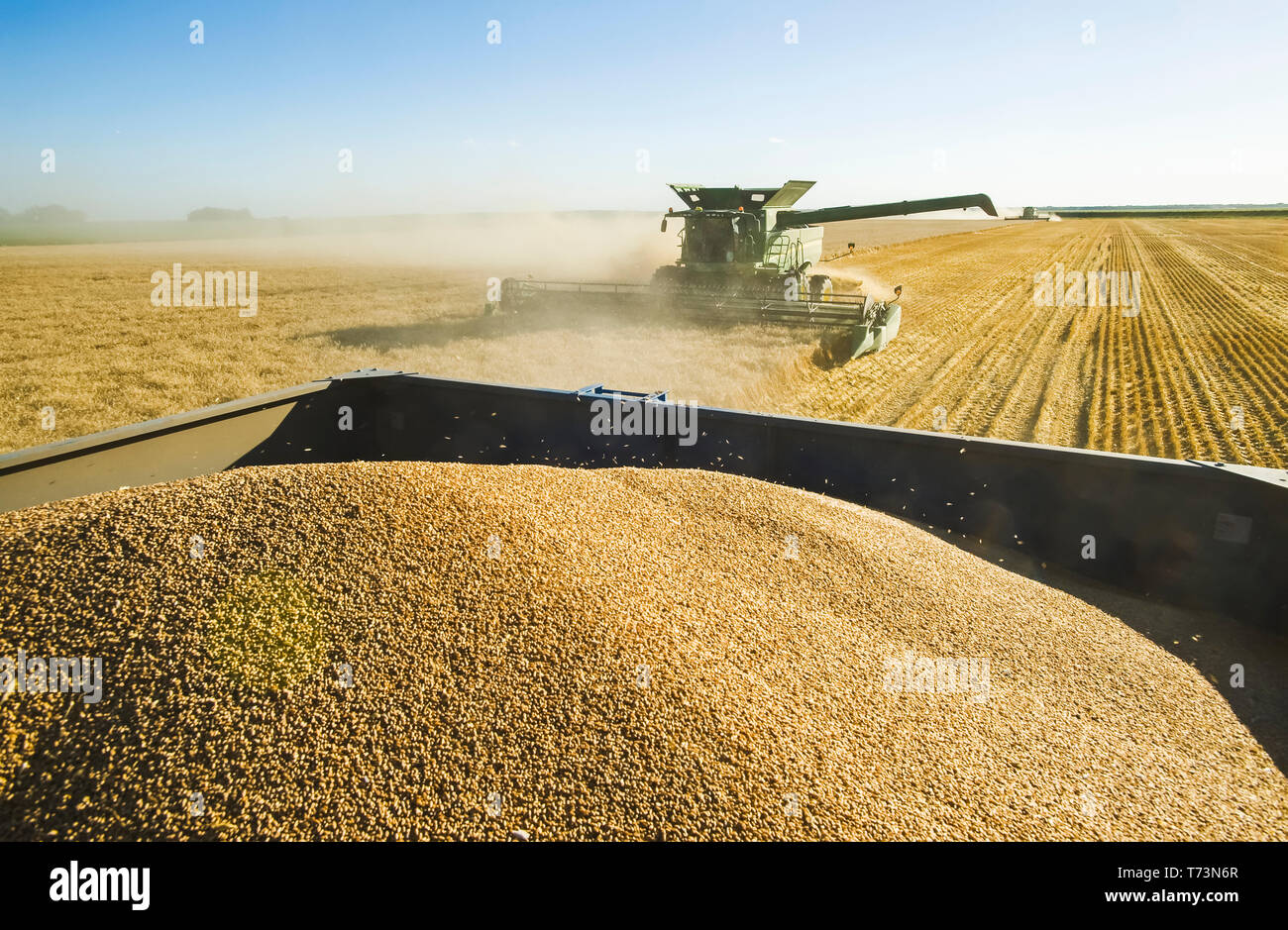 Una mietitrebbia di raccolti di grano di inverno con un caricato il carro del grano in primo piano, vicino Niverville; Manitoba, Canada Foto Stock