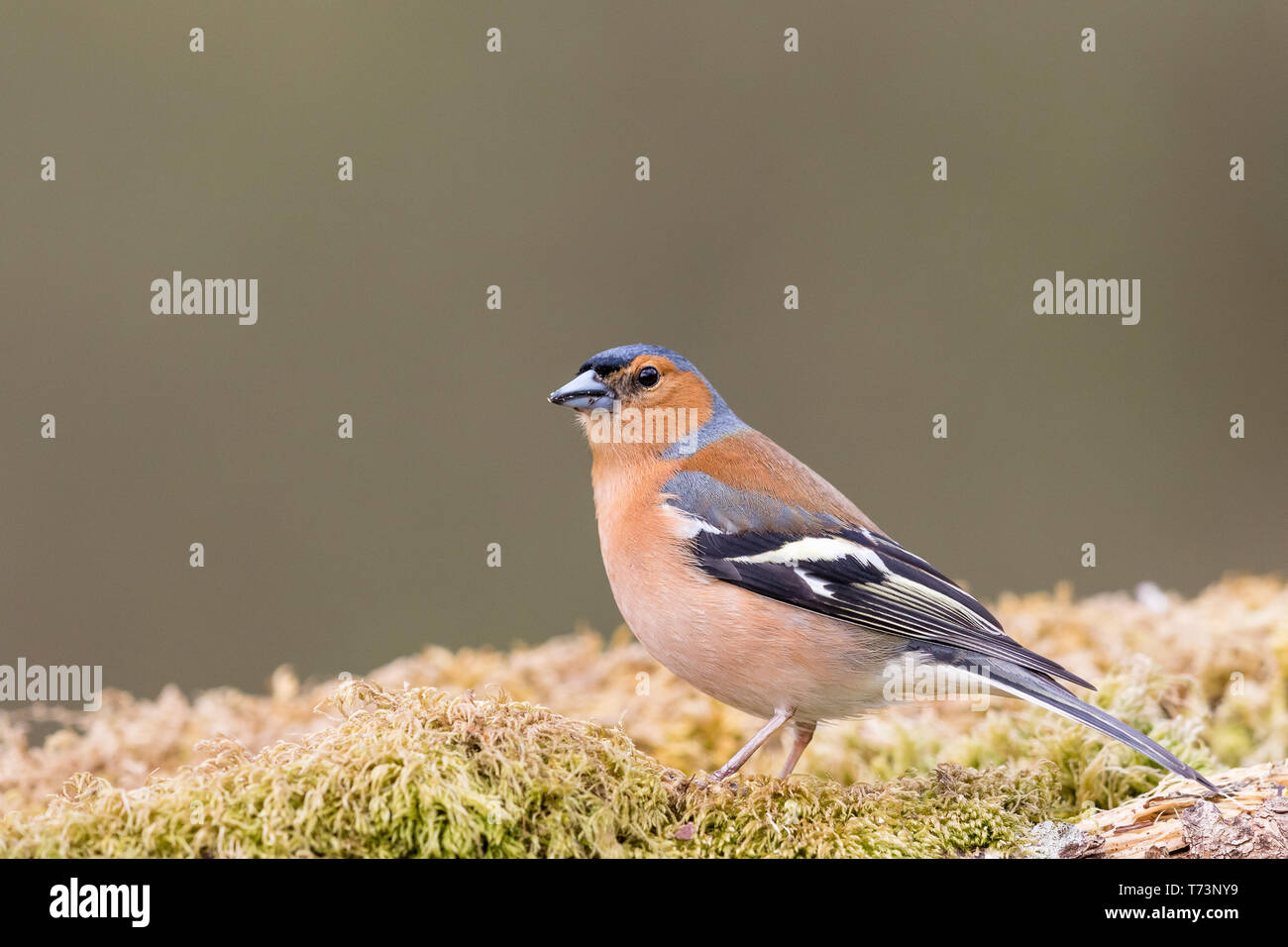 Fringuello maschio in Galles in primavera Foto Stock
