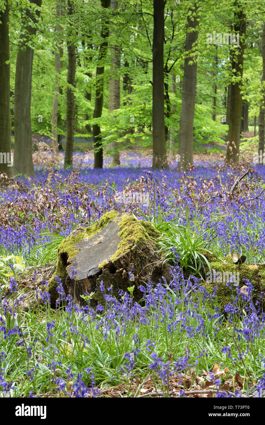 Bluebell Wood, County Durham, Regno Unito Foto Stock