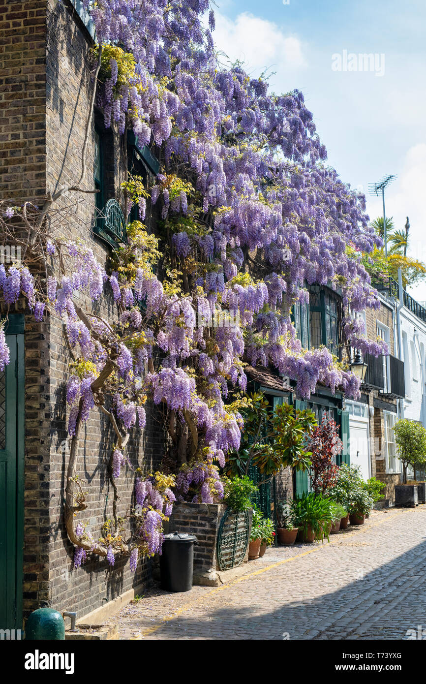 Il Glicine che copre una facciata della casa in primavera. Kynance Mews, South Kensington SW7, Londra. Inghilterra Foto Stock