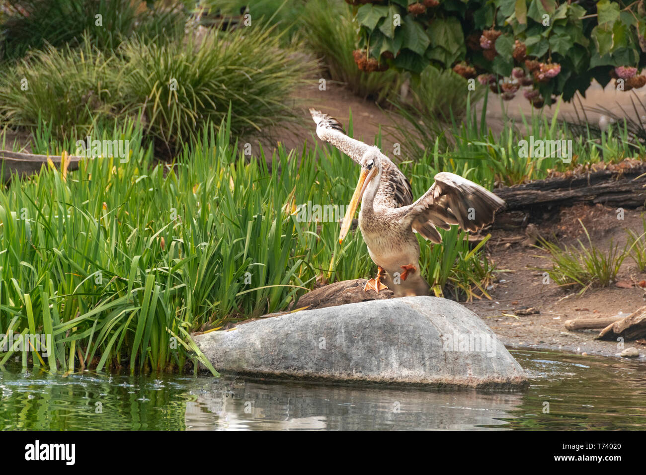 Rosa-backed pelican (Pelecanus rufescens) è un allevatore residente nelle paludi e laghi poco profondi di Africa, Arabia meridionale India meridionale. Foto Stock