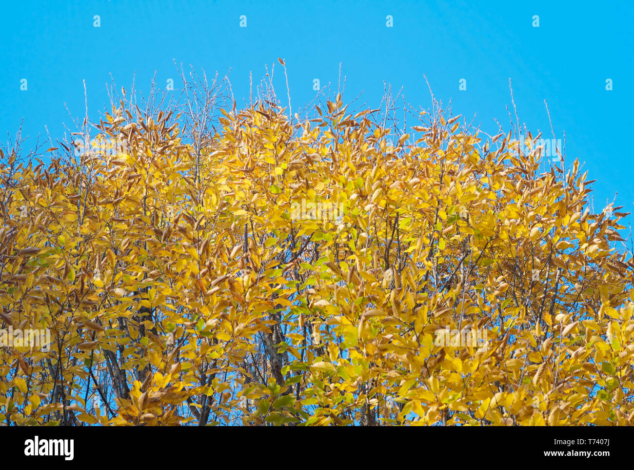 Autunno sfondo: Giallo Dorato e Orange foglie su un albero contro un luminoso cielo blu Foto Stock