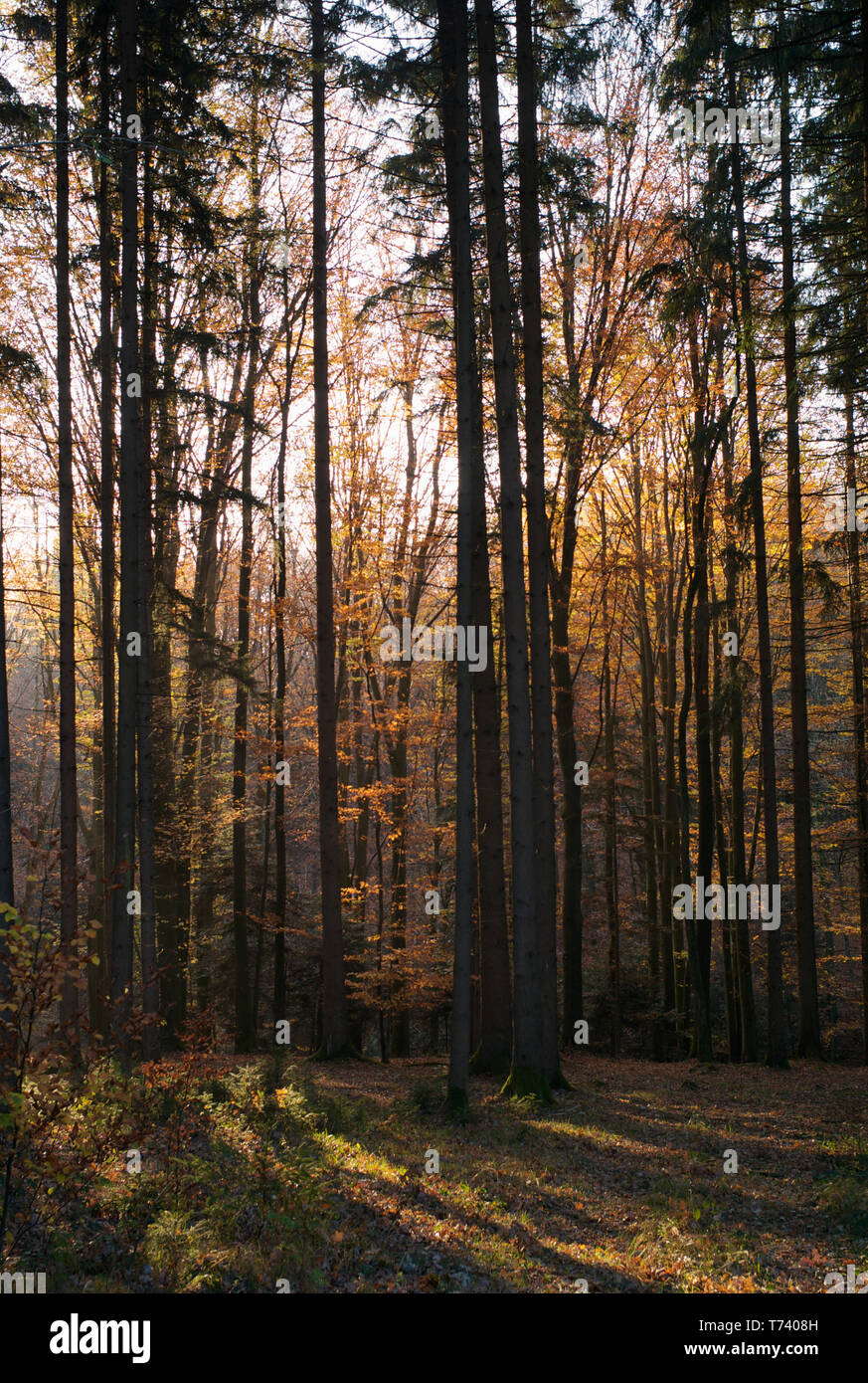 Cadere in una foresta mista con alberi, foglie di arancio e bella raggi di luce nel Must Quarter o Mostviertel in Austria Foto Stock