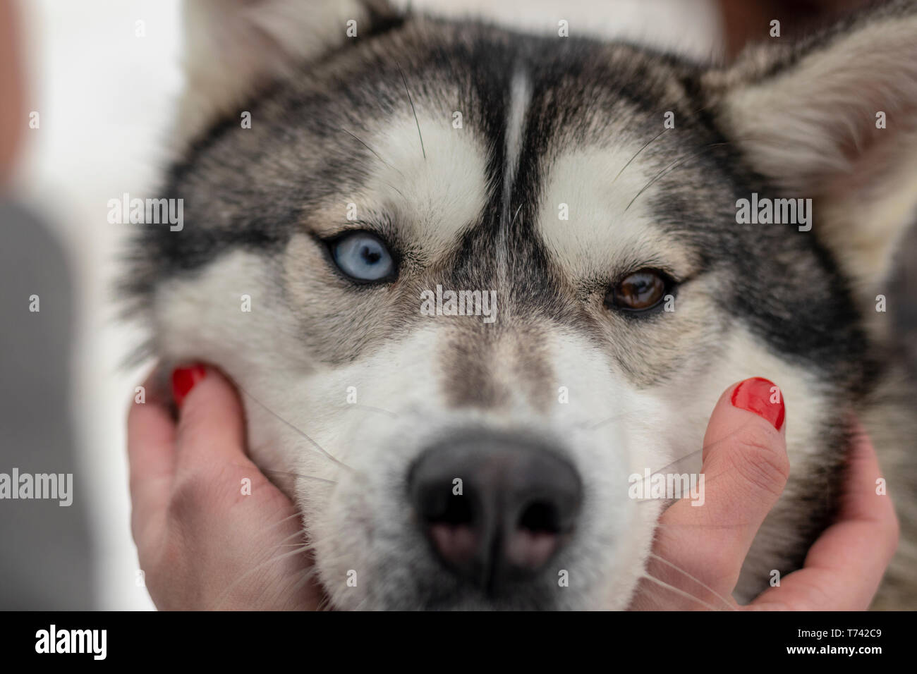 Bellissimo cane husky guardando in alto, multicolorata occhi husky. Close up Foto Stock