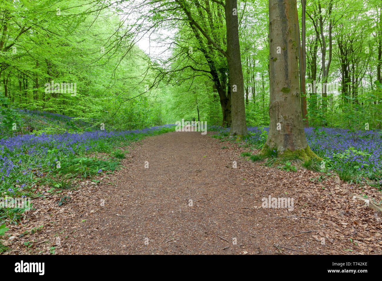 Bella Bluebell boschi nel Wiltshire, Inghilterra Foto Stock