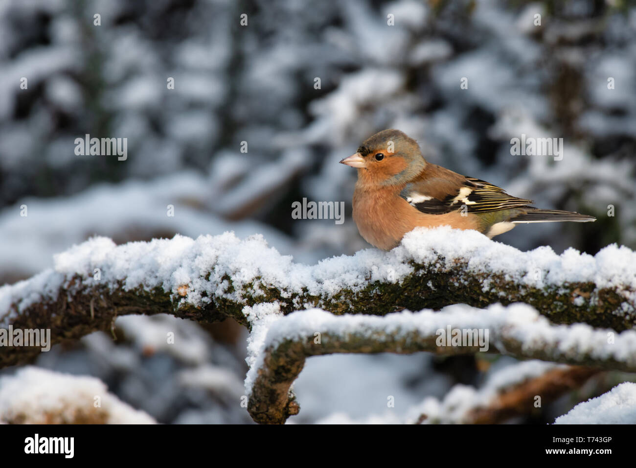 Un profilo verticale di un maschio di fringuello sorge arroccato su una coperta di neve il ramo Foto Stock