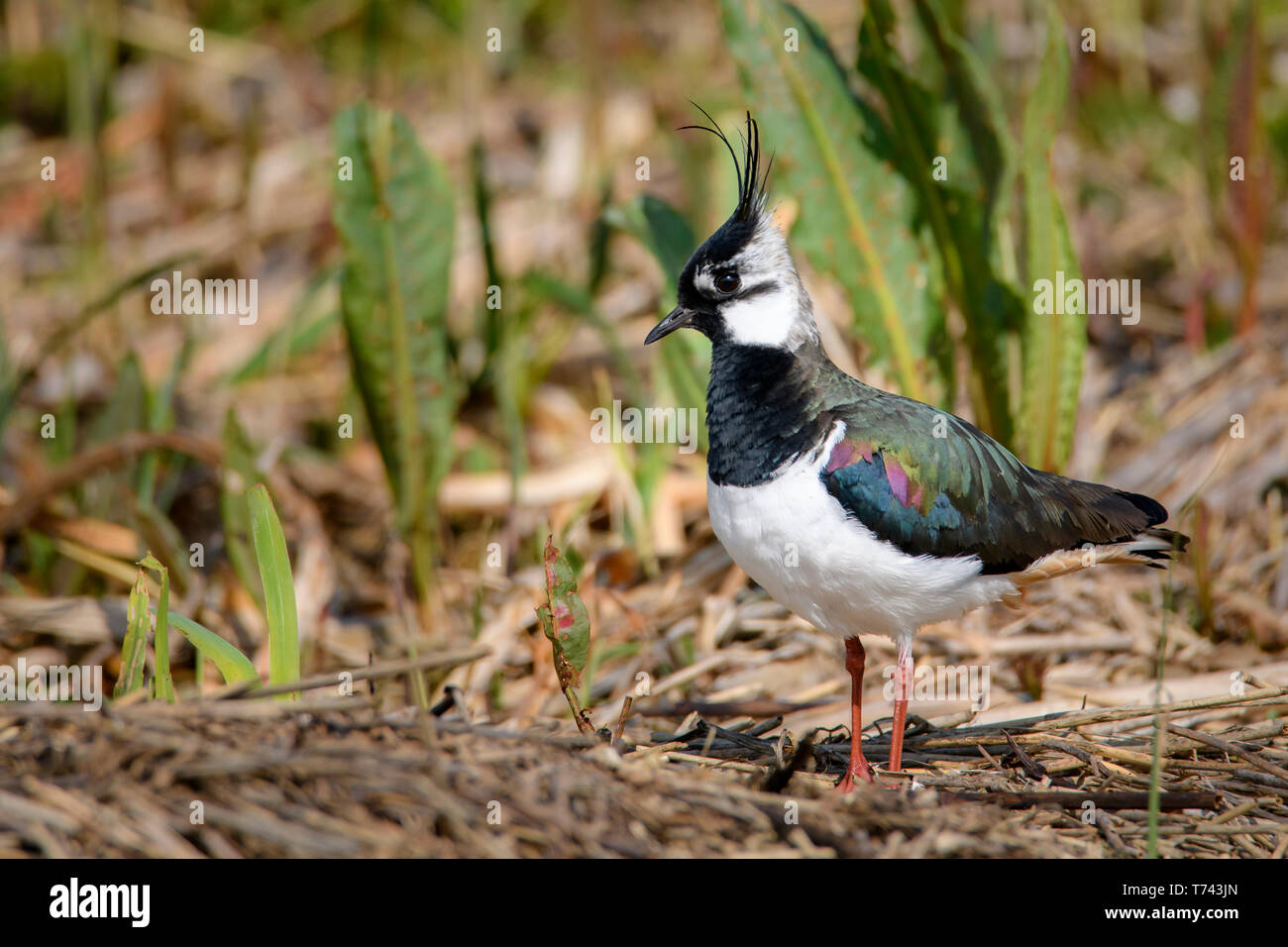 Pavoncella a Leighton Moss in aprile Foto Stock