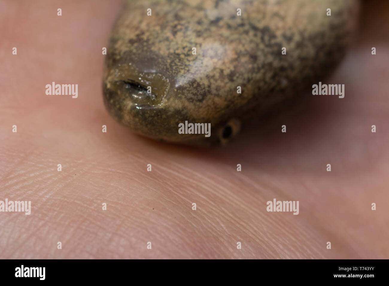 Southern Leopard (Rana Lithobates sphenocephalus) da Chatauqua County, Kansas, Stati Uniti d'America. Foto Stock