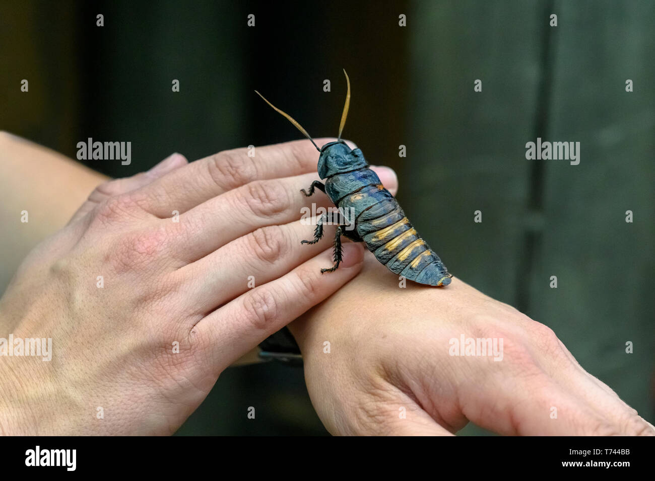 Le mani umane maschio di contenimento del Madagascar scarafaggio sibilante, (Gromphadorhina portentosa), tracciato di ritaglio Foto Stock