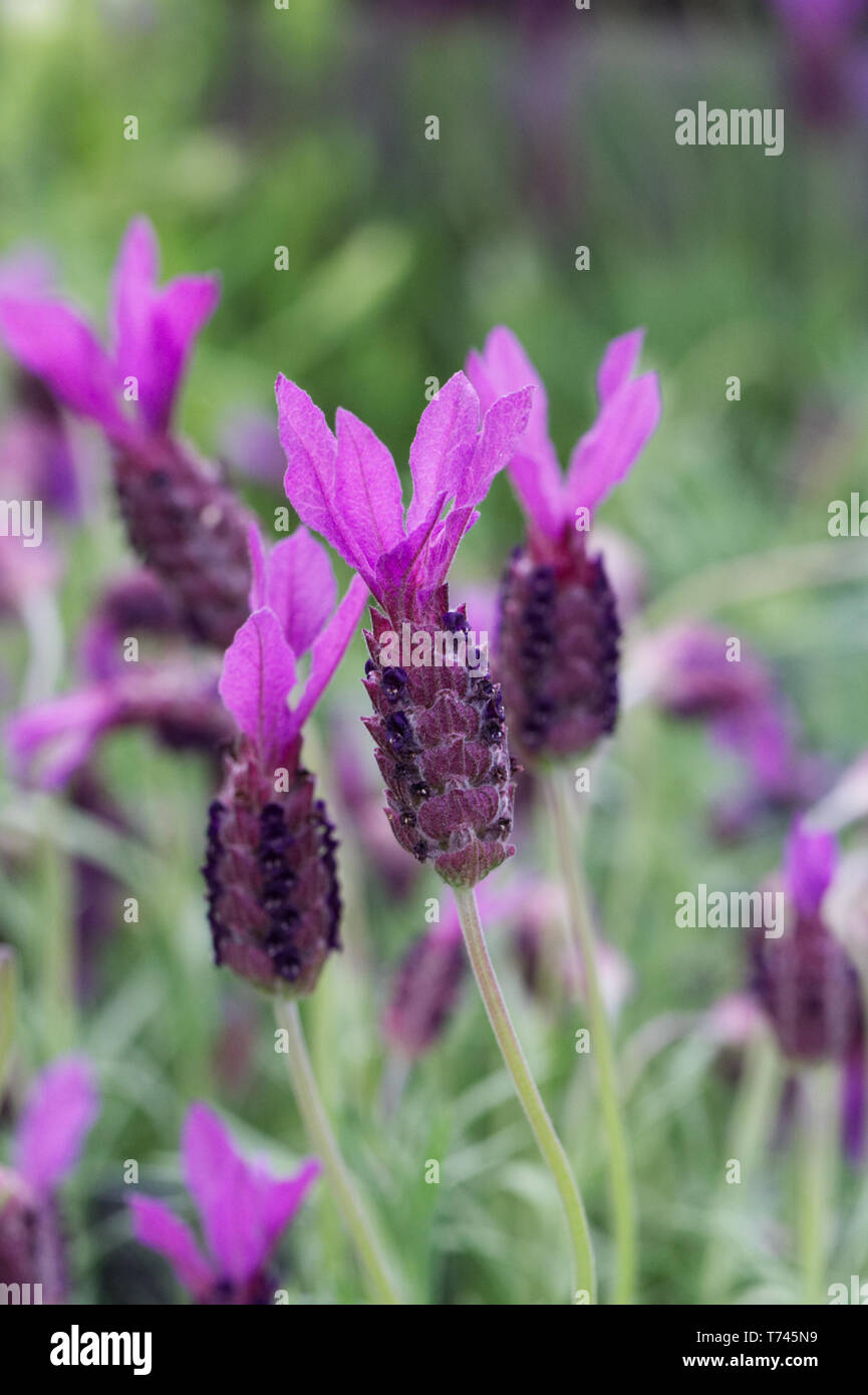 Lavandula stoechas 'Victoria' Fiore. Fiori di lavanda francese. Foto Stock