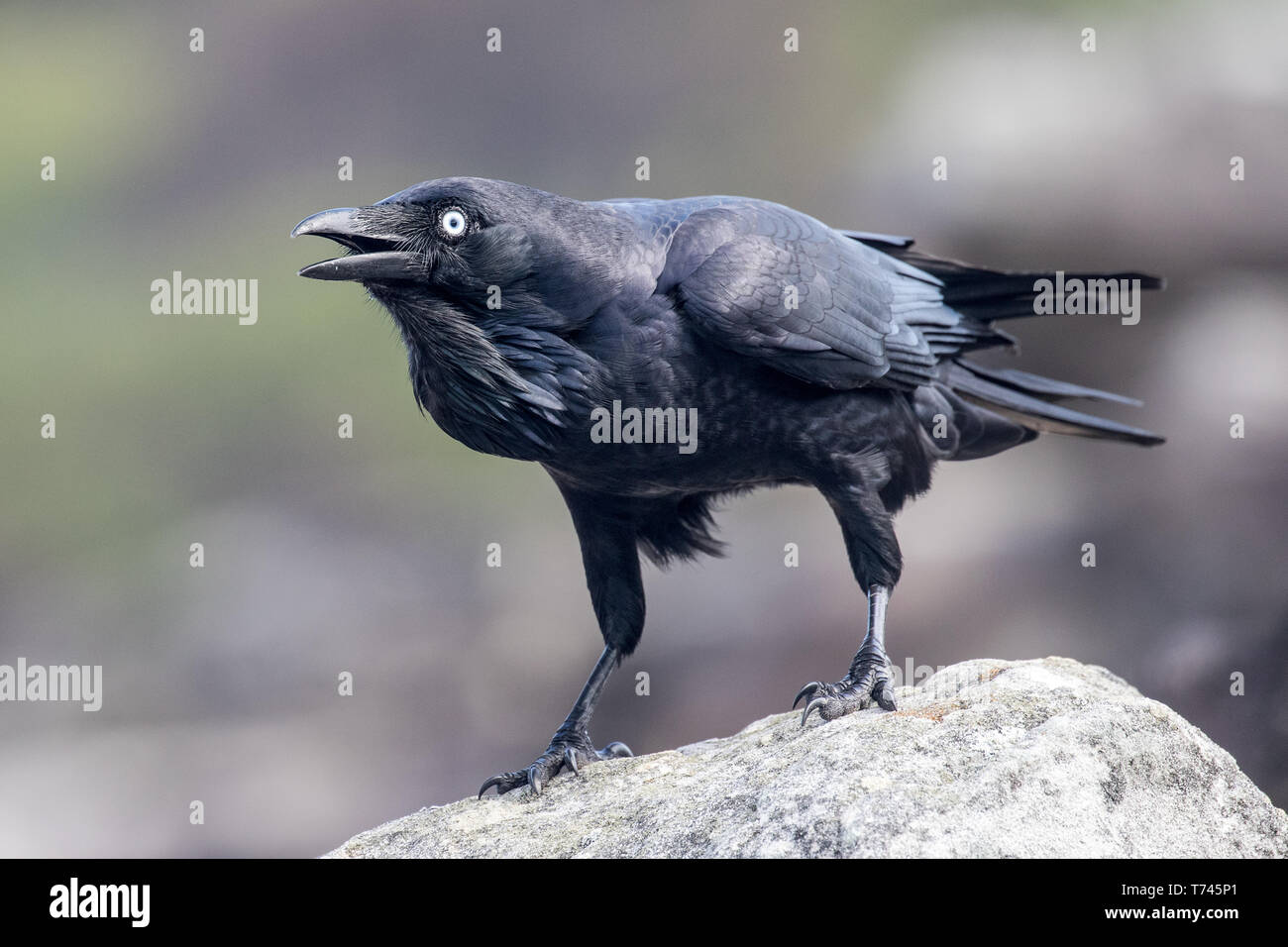 Australian Raven Foto Stock