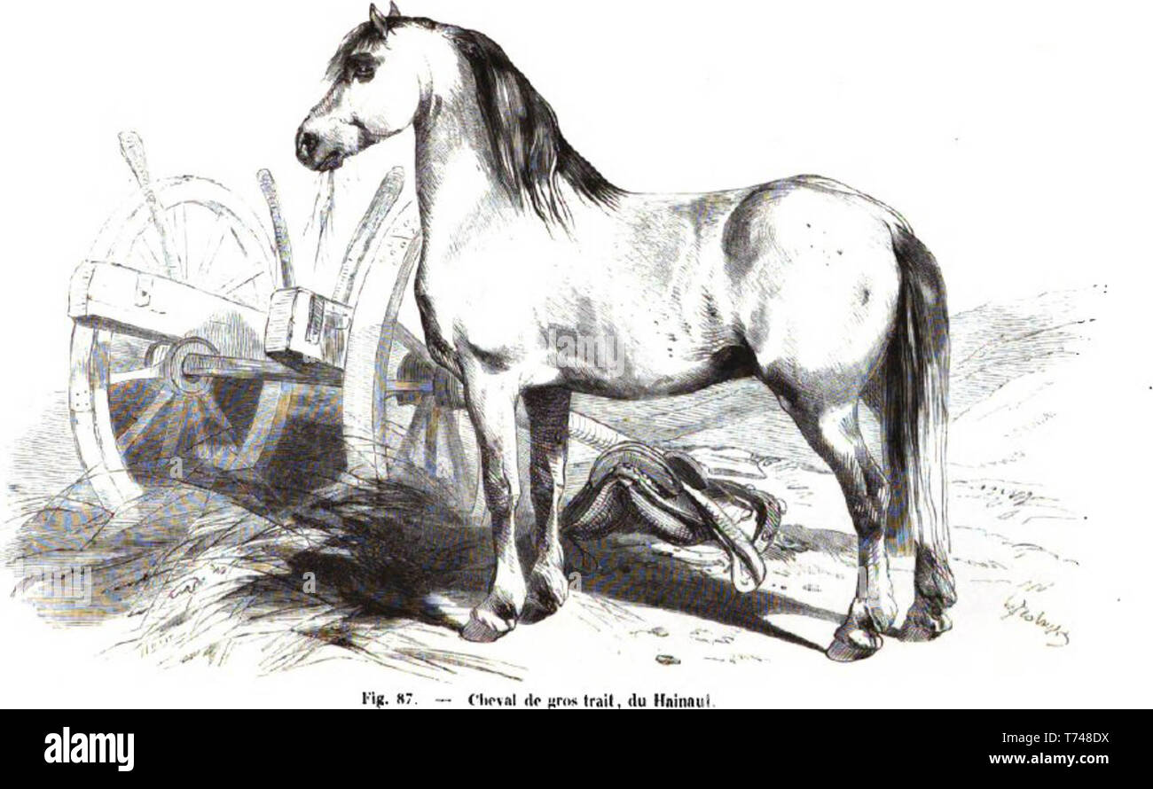 Il "Gran Cavallo di Hainaut' circa 1861 Foto Stock