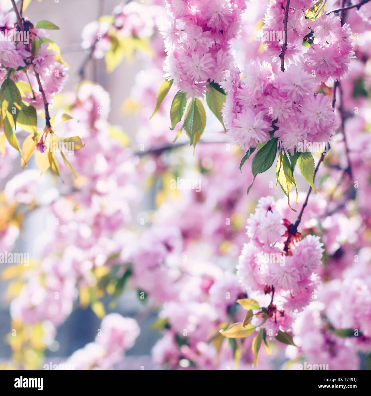 Succursali di fioritura rosa sakura (fioritura ciliegio) in primavera Foto Stock