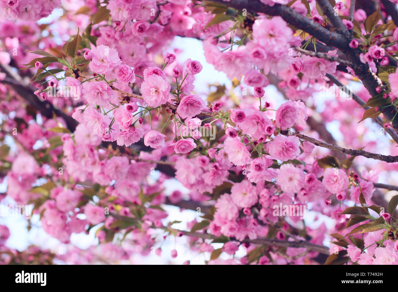 Succursali di fioritura rosa sakura (fioritura ciliegio) sulla struttura ad albero in primavera Foto Stock