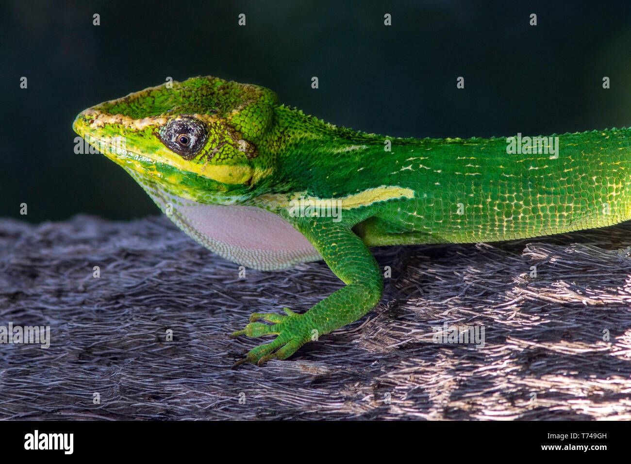 Knight anole (Anolis equestris) o cubana anole kight - Verde Cay zone umide, Boynton Beach, Florida, Stati Uniti d'America Foto Stock