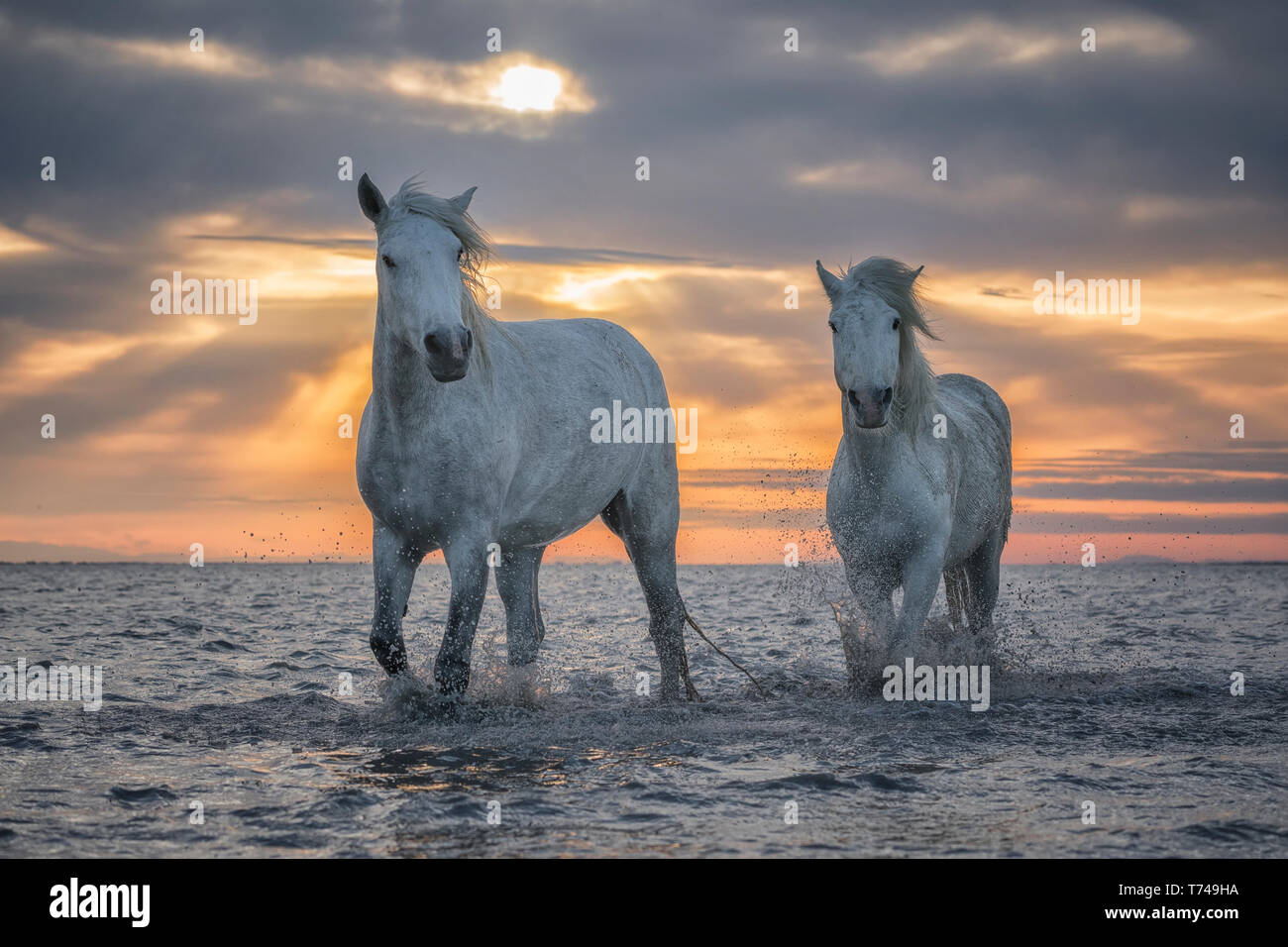 I cavalli bianchi della Camargue camminare in acqua; Camargue, Francia Foto Stock
