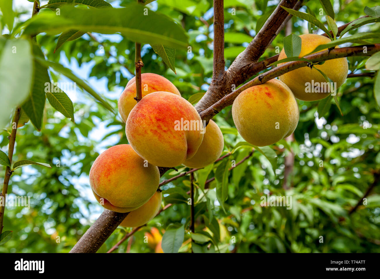 Le pesche che crescono su un albero in un frutteto; Nova Scotia, Canada Foto Stock