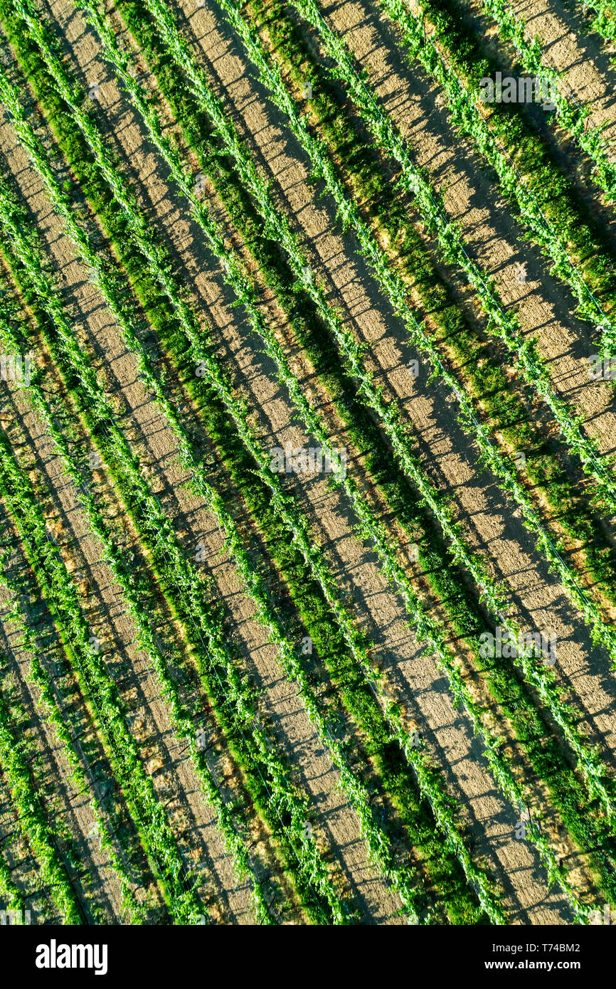 Vista aerea guardando dritto verso il basso su filari di viti; Vineland, Ontario, Canada Foto Stock