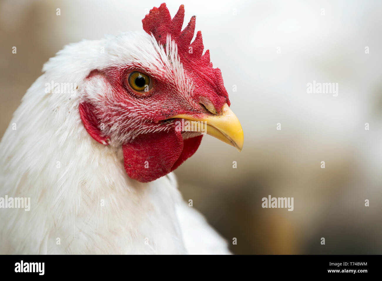 Close-up di un pollo bianco con rosso Pettine; Erickson, Manitoba, Canada Foto Stock