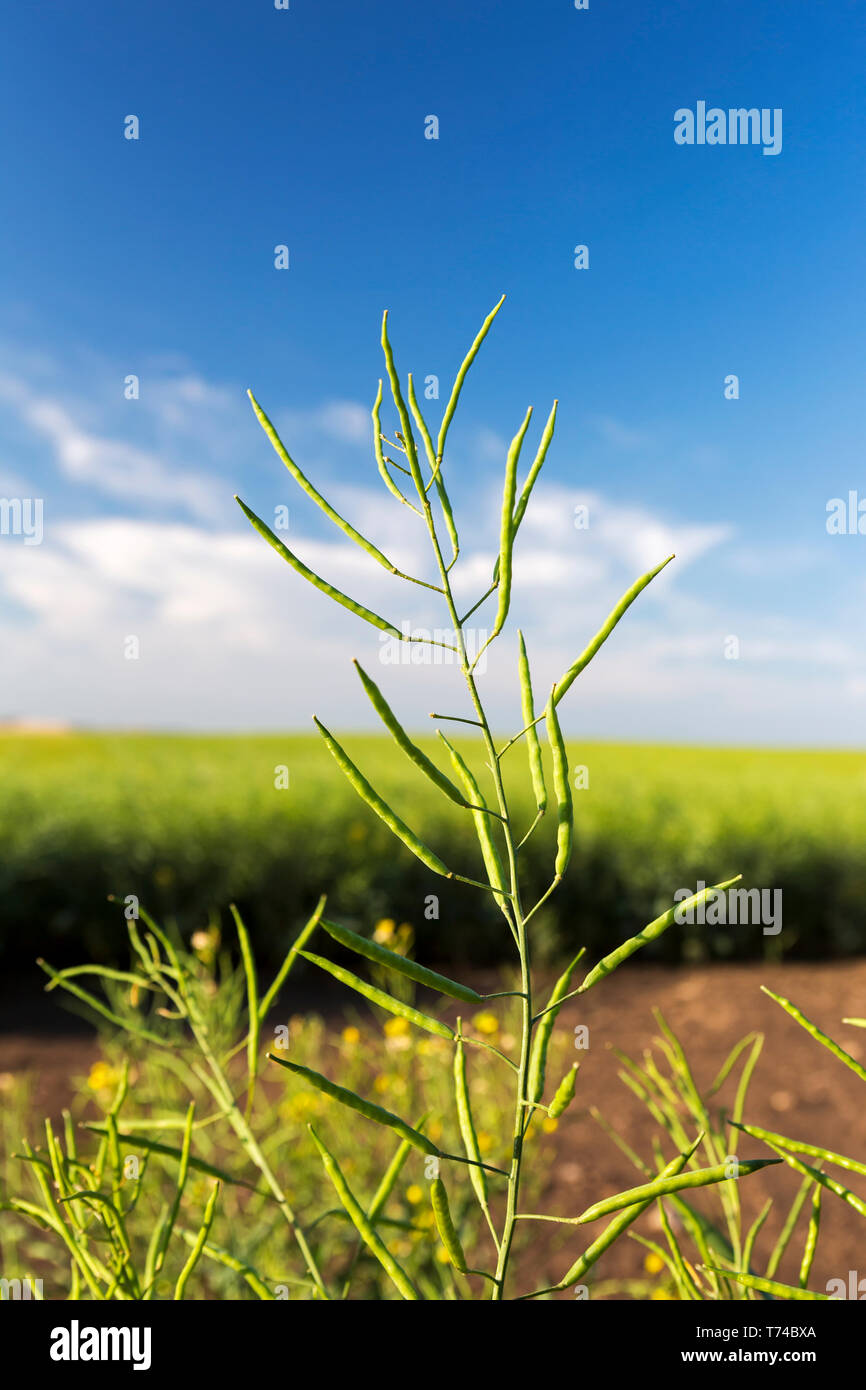 Close-up di verde cialde di canola in un campo con cielo blu e nuvole in background, a nord di Calgary, Alberta, Canada Foto Stock