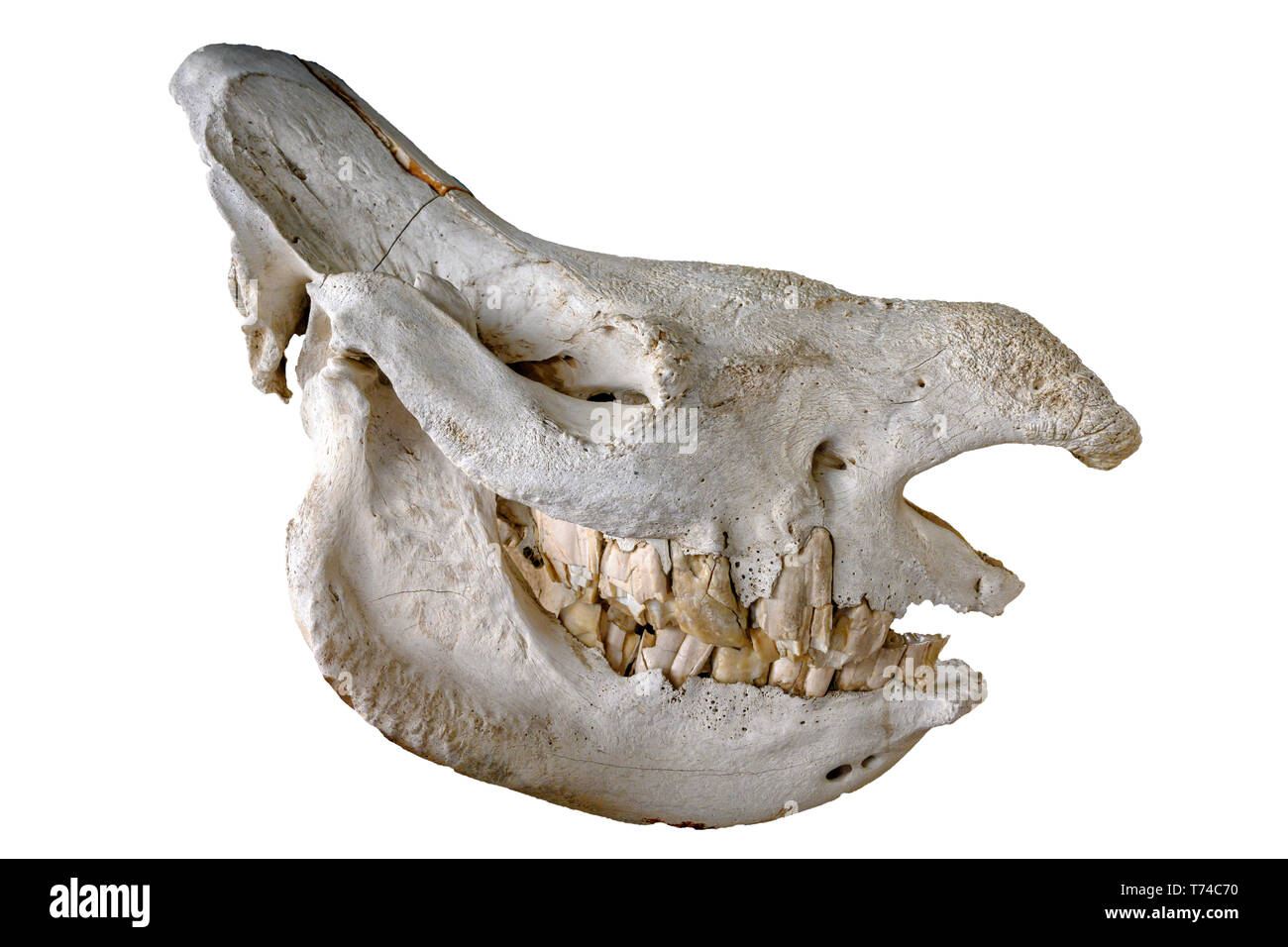 Cranio di rinoceronte bianco del sud o sud square a labbro rinoceronte (Ceratotherium simum simum), isolati su sfondo bianco Foto Stock