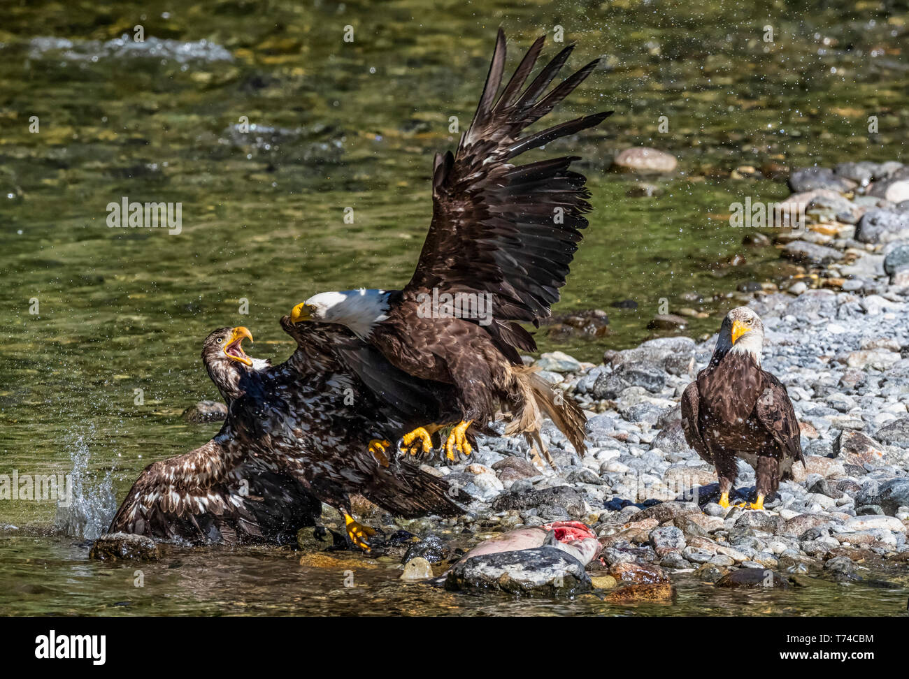 Aquile calve (Haliaeetus leucocephalus) pesca e mangiare pesce sulla barra della ghiaia del fiume Taku; Atlin, British Columbia, Canada Foto Stock