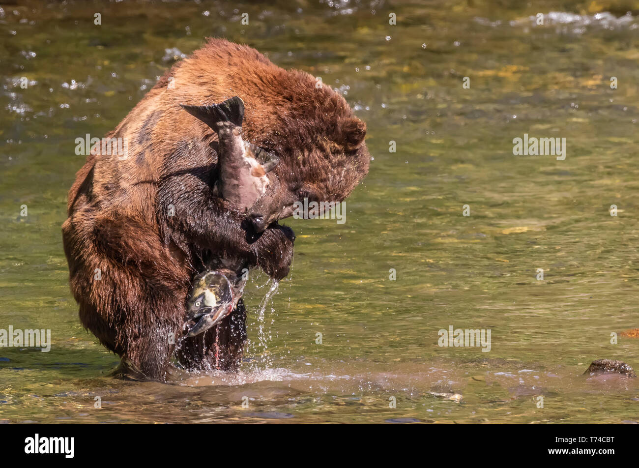 Orso grizzly (Ursus arctos horribilus) mangiare pesci pescati nel fiume Taku; Atlin, British Columbia, Canada Foto Stock