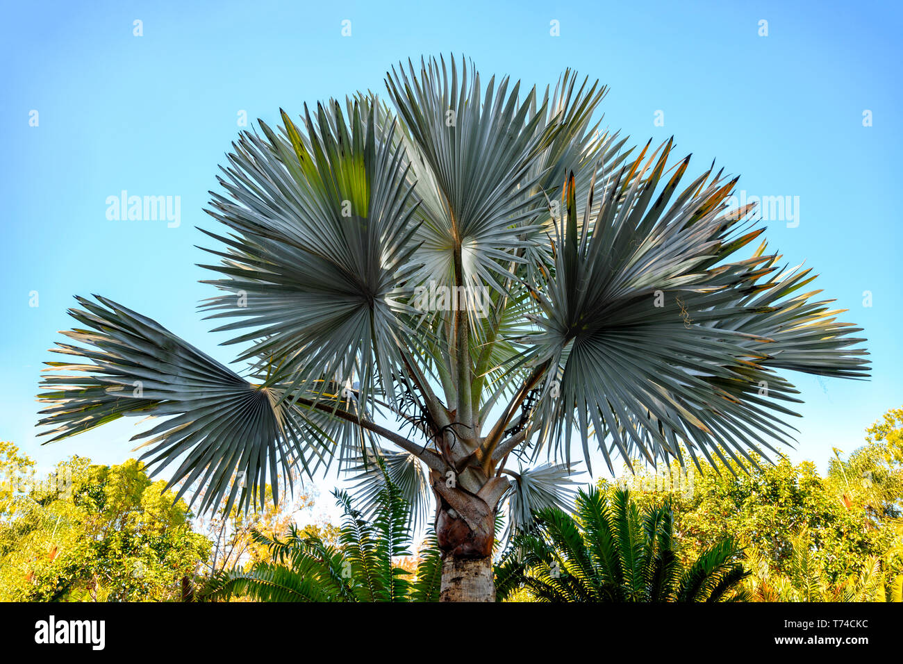 Fan di palma (Arecaceae) contro il cielo chiaro Foto Stock