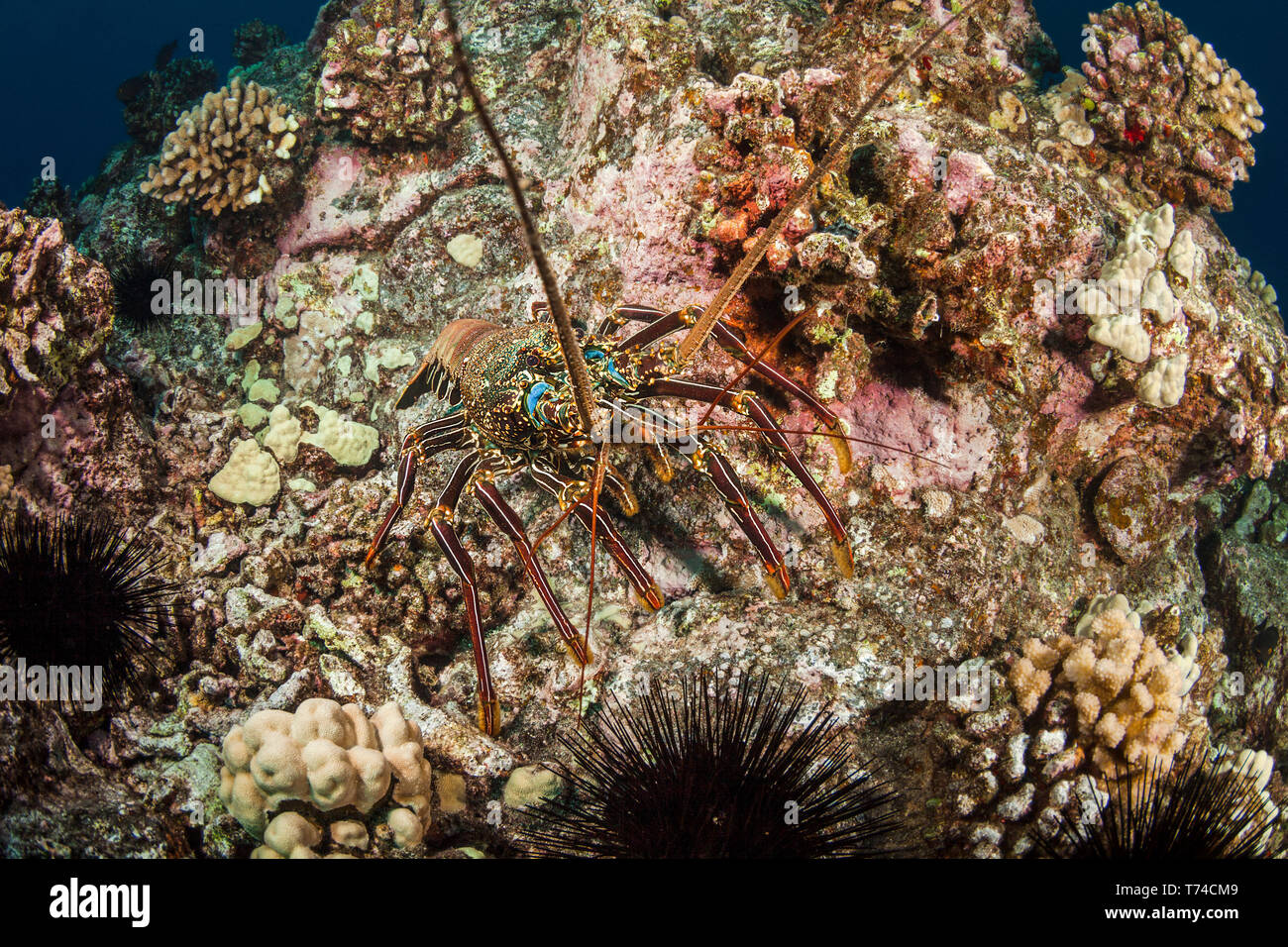 Pacific aragosta (Palinuridae) su un colorato reef; Isola delle Hawaii, Hawaii, Stati Uniti d'America Foto Stock