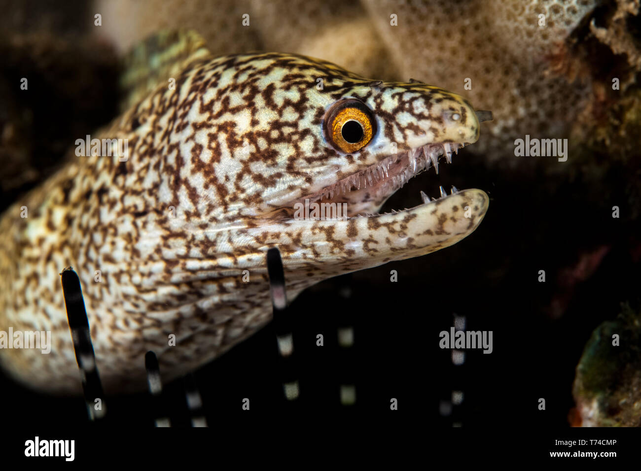 Close-up di una Stout moray eel (Muraena robusta) con denti affilati; Wailea, Maui, Hawaii, Stati Uniti d'America Foto Stock