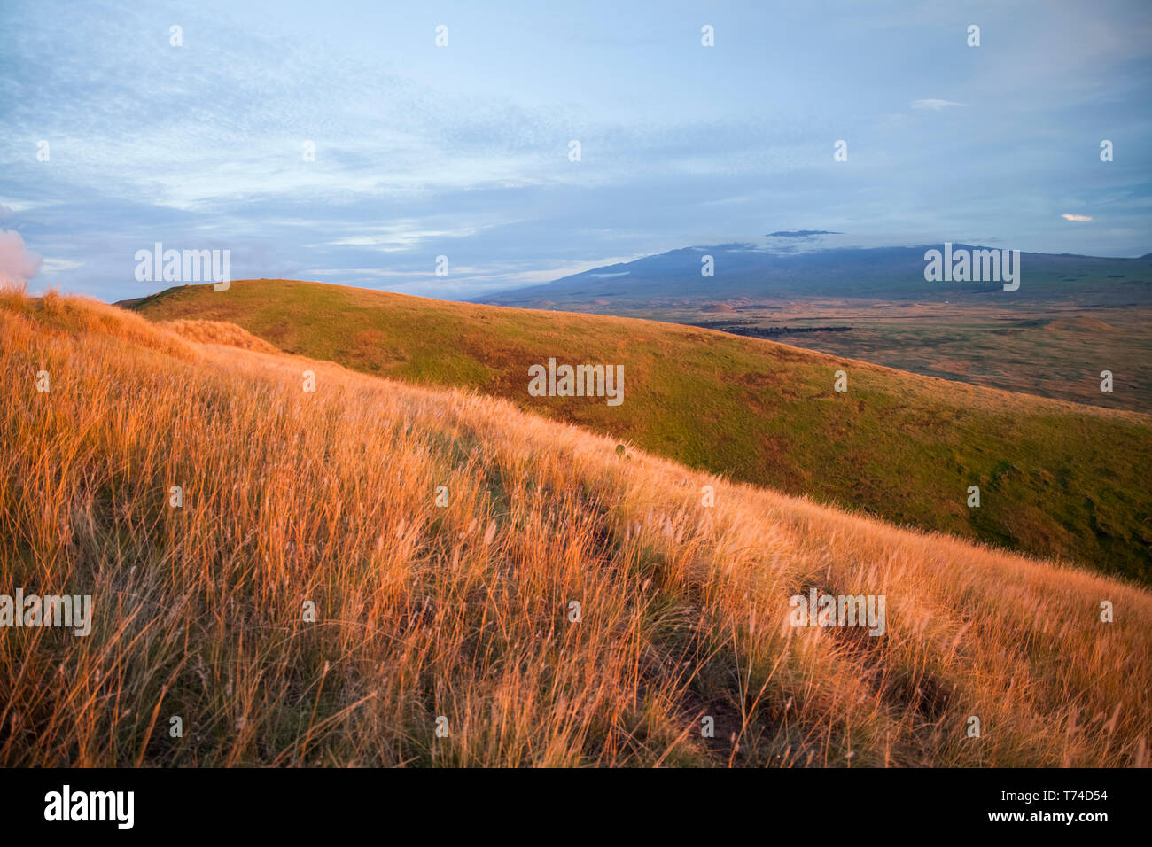 Erba e fiori selvaggi sulle pendici della montagna di Kohala con Mauna Kea in distanza; Isola delle Hawaii, Hawaii, Stati Uniti d'America Foto Stock