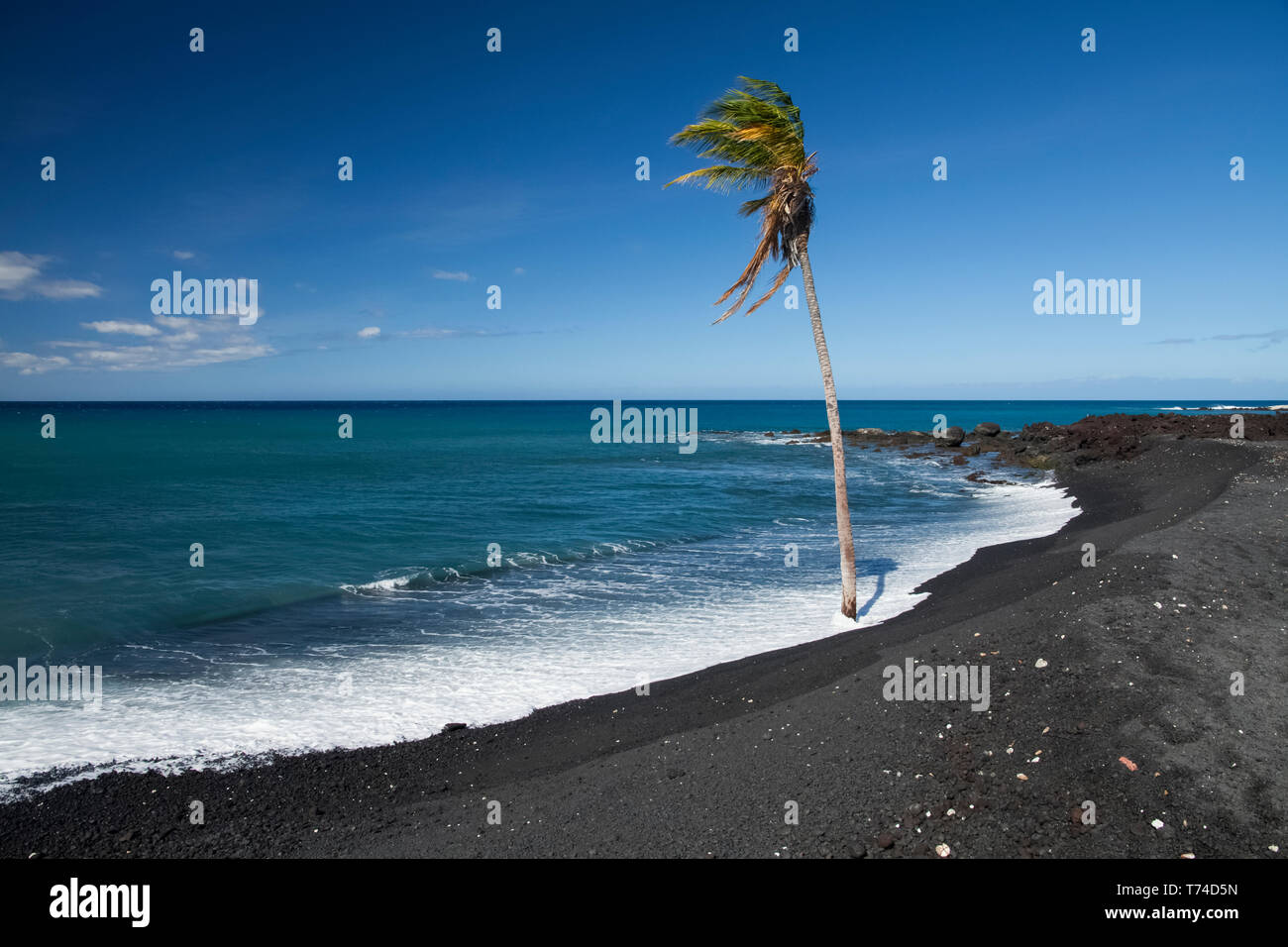 Lone Palm tree al bordo dell'acqua di una spiaggia di sabbia nera, Pueo Bay, a nord della costa di Kona; Kailua-Kona, isola di Hawaii, Hawaii, Stati Uniti d'America Foto Stock