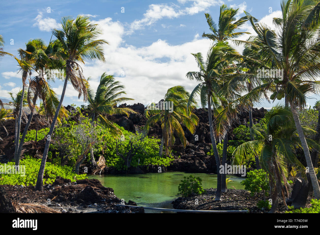 Stagno salmastro e palme di cocco (Cocos nucifera), Nord Kona; Kailua-Kona, isola di Hawaii, Hawaii, Stati Uniti d'America Foto Stock