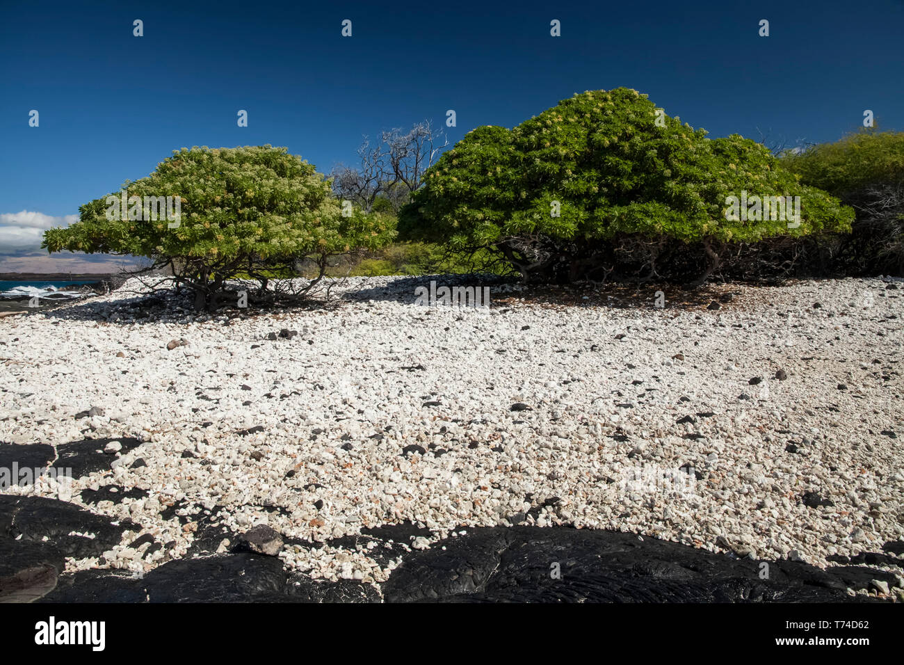 Eliotropio alberi, corallo e rocce nere e sabbia su una spiaggia isolata su Pueo Bay, a nord della costa di Kona Foto Stock