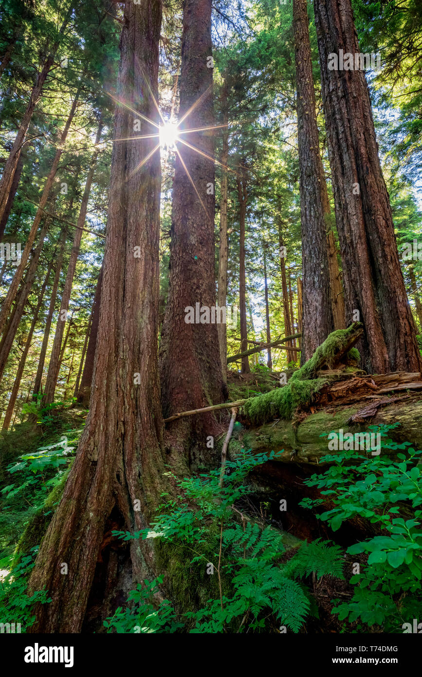 Vecchia Foresta con sunburst, Sitka Spruce e la cicuta alberi, Tongass National Forest, a sud-est di Alaska; Alaska, Stati Uniti d'America Foto Stock