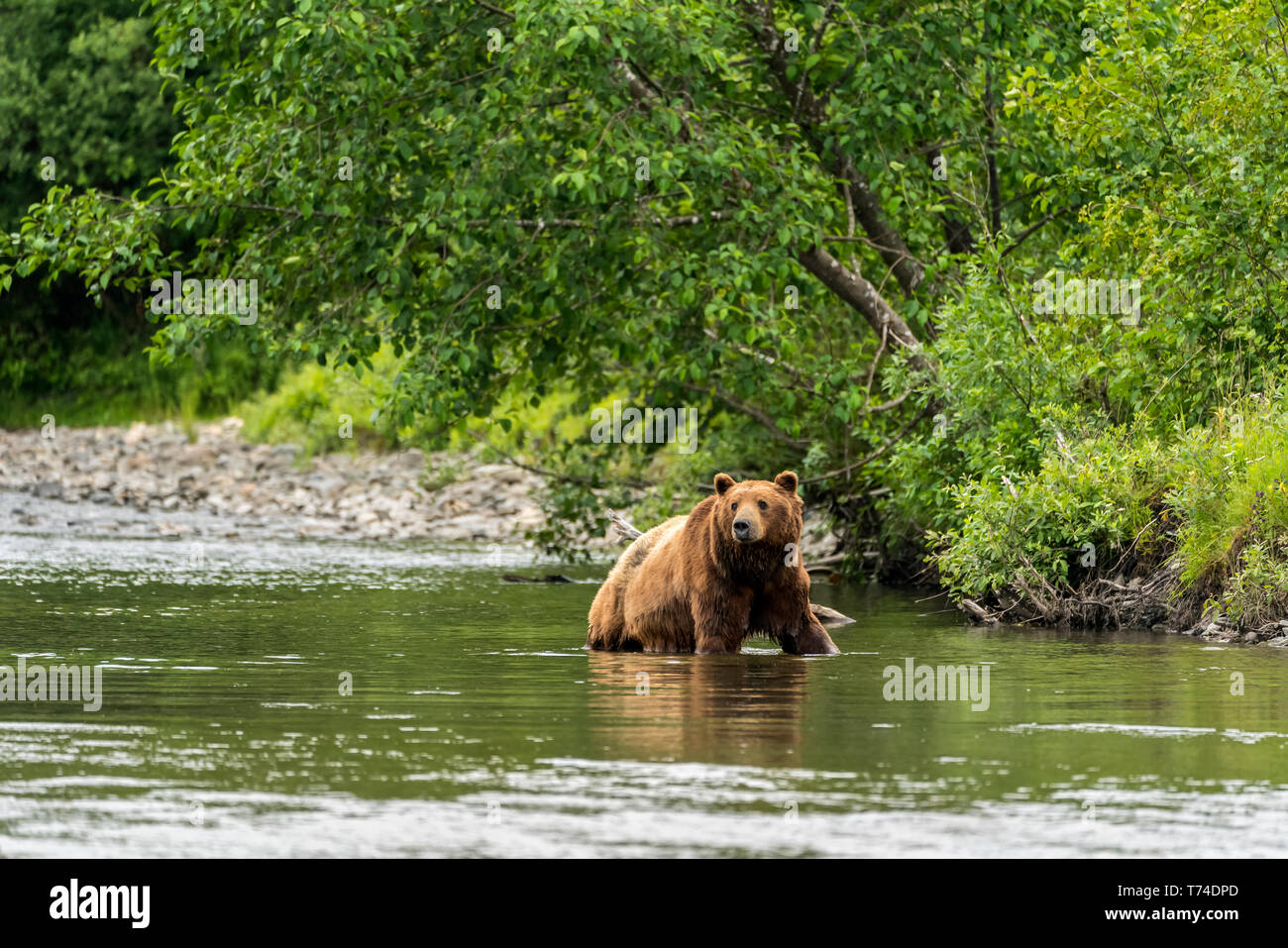 L'orso bruno (Ursus arctos) a caccia di salmoni nel flusso su Admiralty Island, Tongass National Forest; Alaska, Stati Uniti d'America Foto Stock