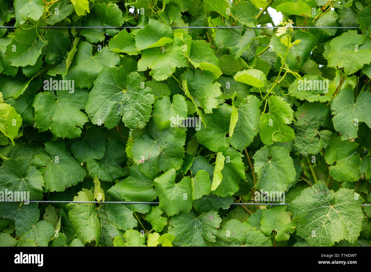 Vitigni con lussureggiante fogliame verde; Martinborough, Wairarapa distretto, Regione di Wellington, Nuova Zelanda Foto Stock