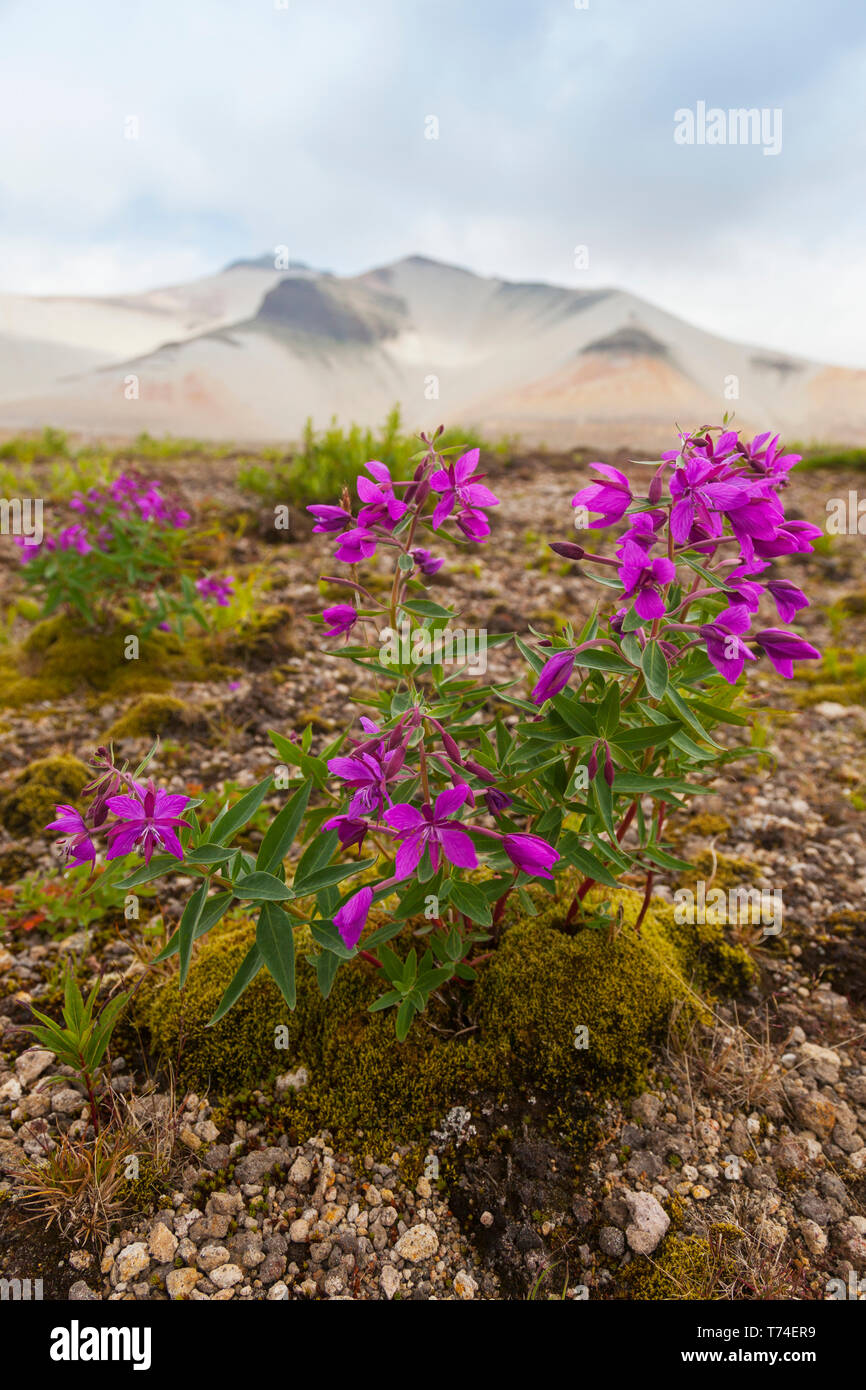 Nana foce (Chamaenerion latifolium) che cresce nella pomice con cotta montagna sullo sfondo, Valle di diecimila fumi, Katmai Natione... Foto Stock
