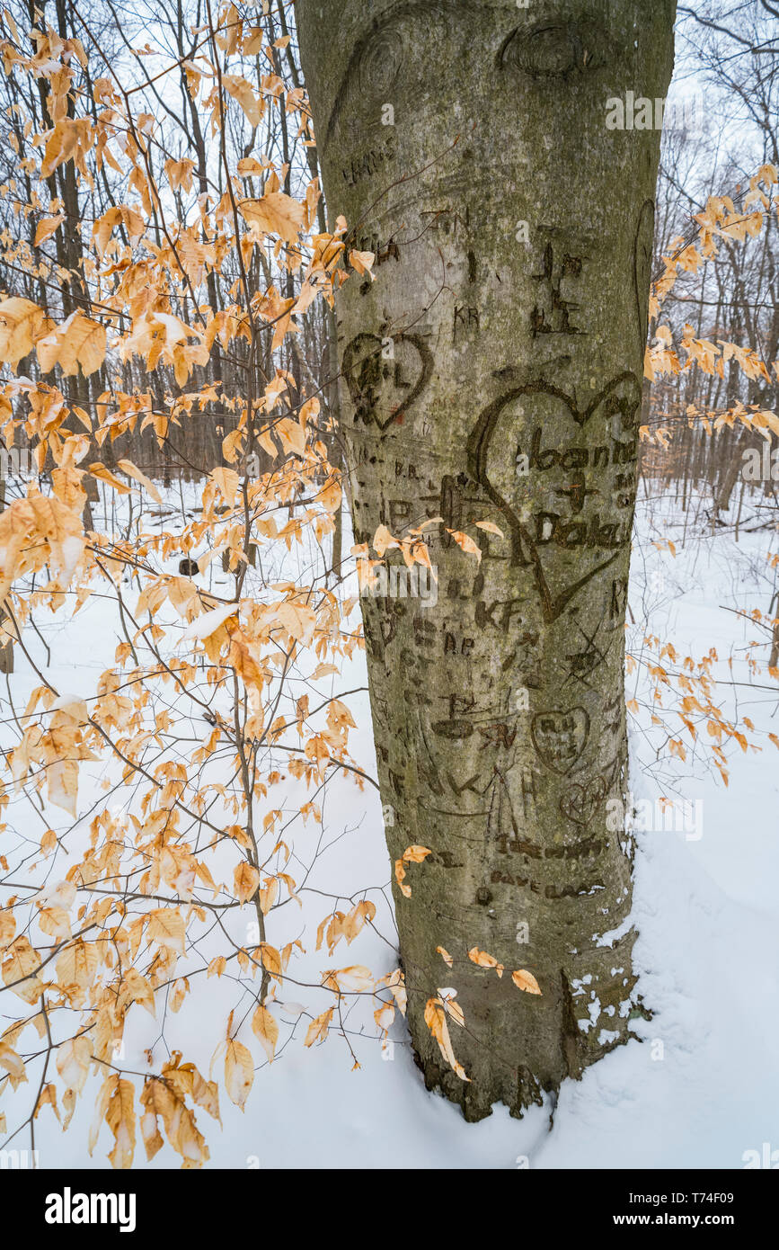 Un albero con i cuori e i nomi incisi nella corteccia; Ontario, Canada Foto Stock