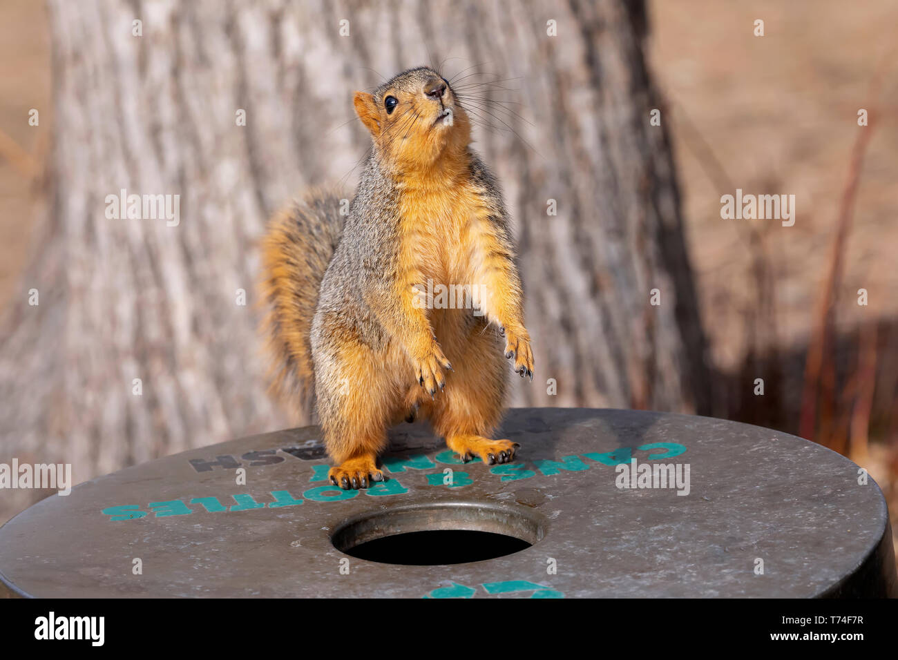 Red Fox scoiattolo (Sciurus niger) in piedi su un contenitore per lattine e bottiglie in un parco accanto a un albero; Fort Collins, Colorado, Stati Uniti d'America Foto Stock