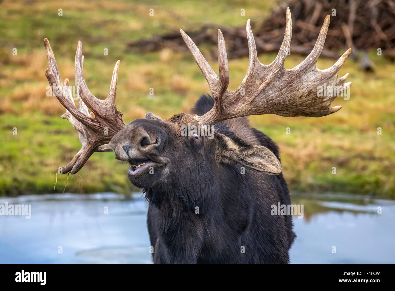 Coppia Bull Moose (Alces alces) nel solco facendo il Flehman risposta dove essi sniff un altro alci per controllare se sono in calore' Foto Stock