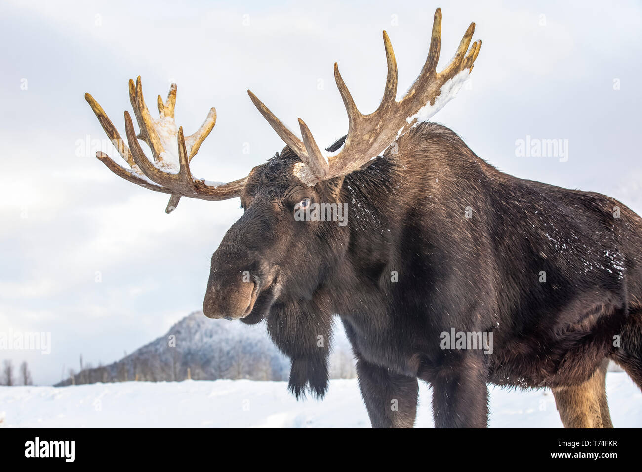 Coppia bull moose (Alces alces) con corna capannone di velluto in piedi nella neve, Alaska Wildlife Conservation Centre, il centro-sud della Alaska Foto Stock