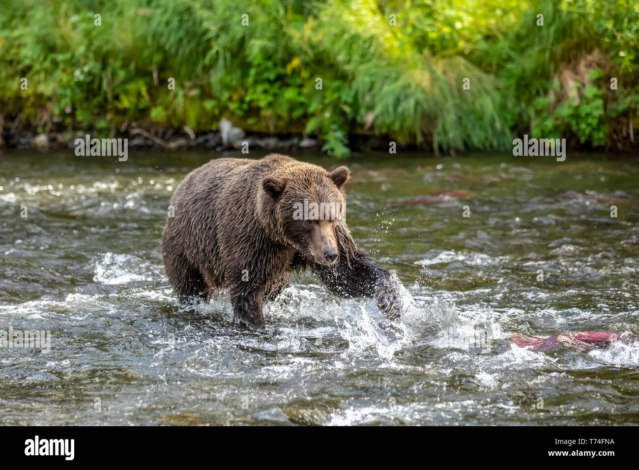 Un orso bruno (Ursus arctos) pesci durante la stagione estiva viene eseguito il salmone nel fiume russo nei pressi di Cooper Landing, South-central Alaska Foto Stock