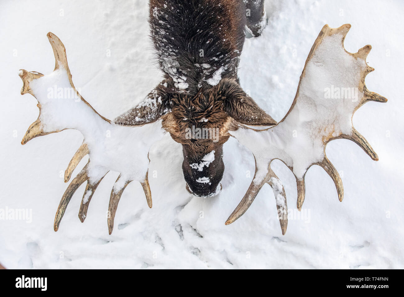 Coppia bull moose (Alces alces) con corna capannone di velluto in piedi nella neve, Alaska Wildlife Conservation Centre, il centro-sud della Alaska Foto Stock