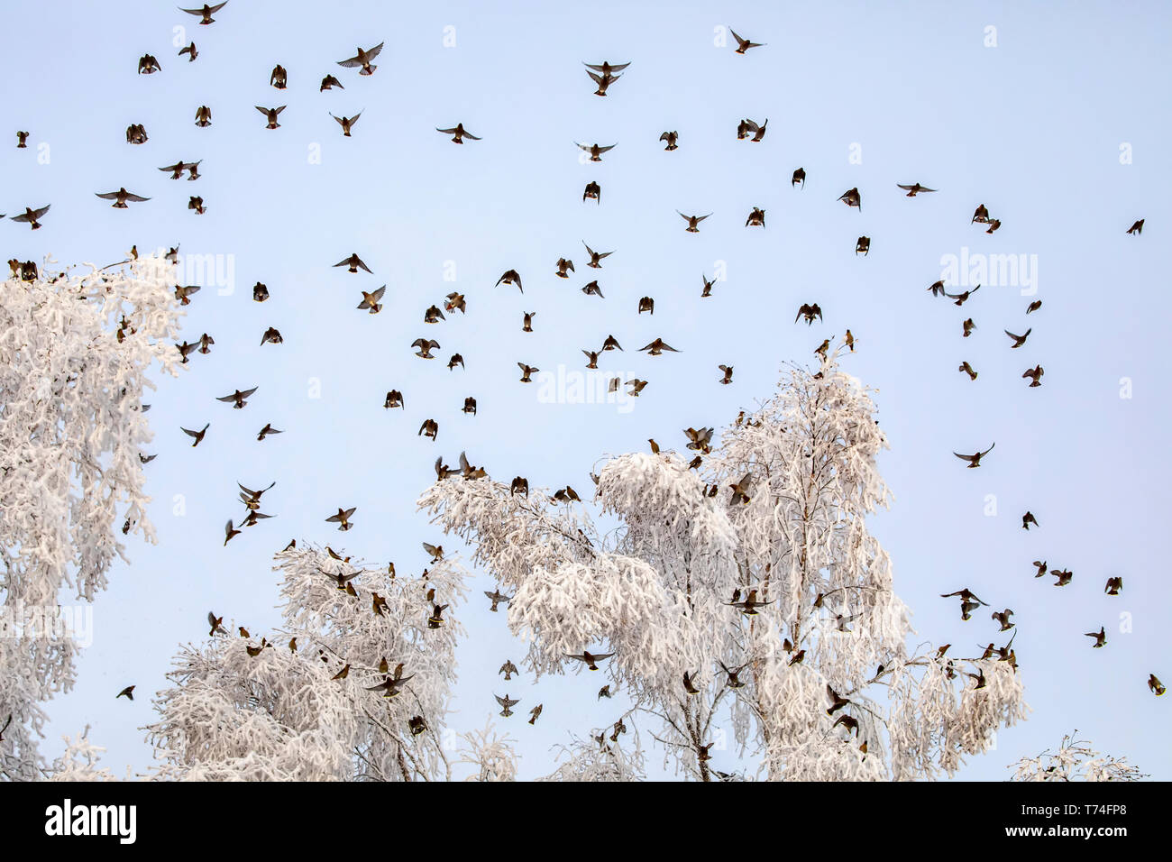 Gregge di cere bohemiane (Bombycilla garrulus) che volano sopra gli alberi gelidi in un cielo blu, questi uccelli sono comuni in Anchorage durante un po... Foto Stock