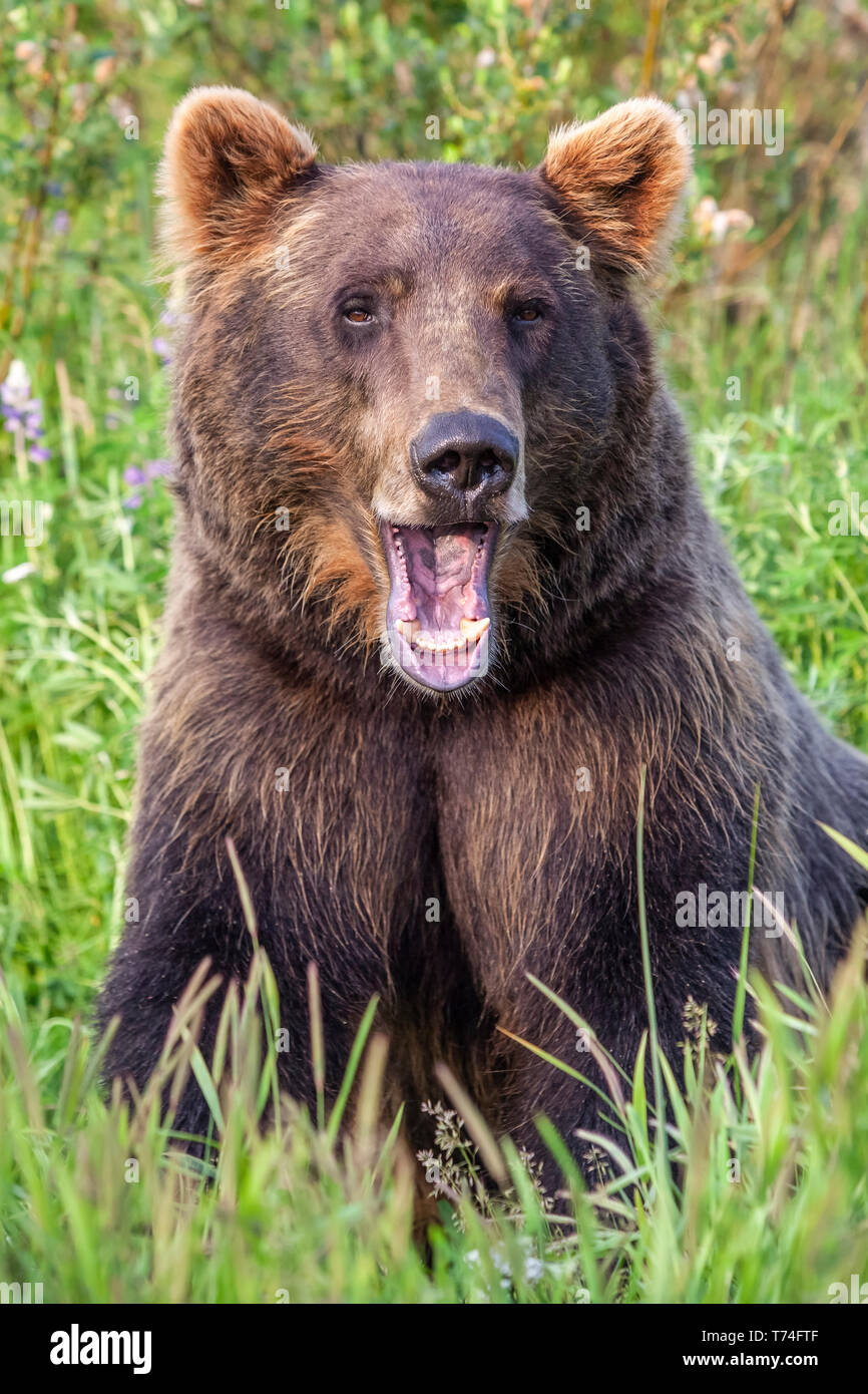 Femmina di orso bruno (Ursus arctos) guardando la fotocamera con la bocca aperta, captive in Alaska Wildlife Conservation Centre, il centro-sud della Alaska Foto Stock