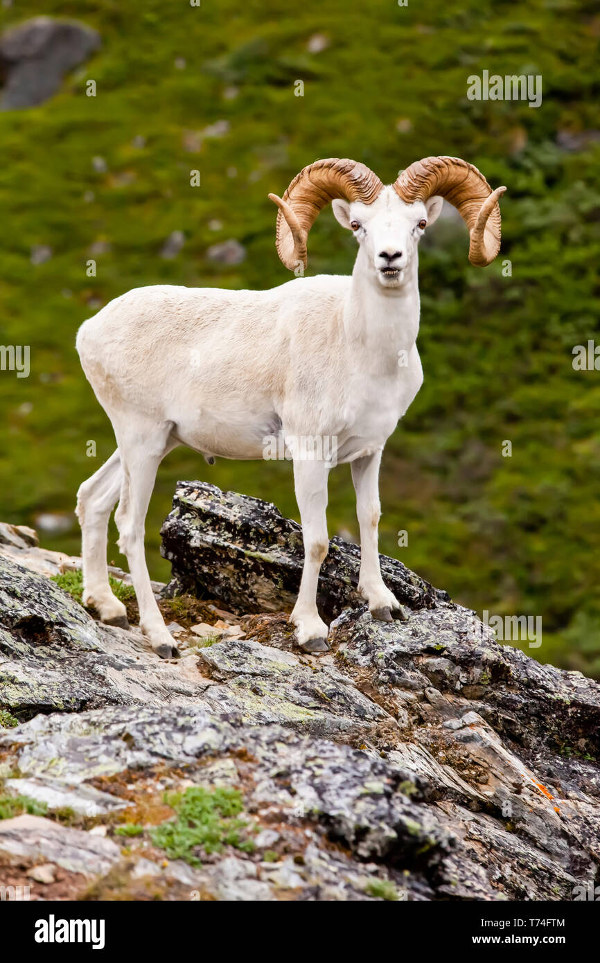 Piena curl dallâ pecore ram (ovis dalli) in è estate coat su un costone roccioso nel Parco Nazionale e Riserva di Denali, Interior Alaska Foto Stock